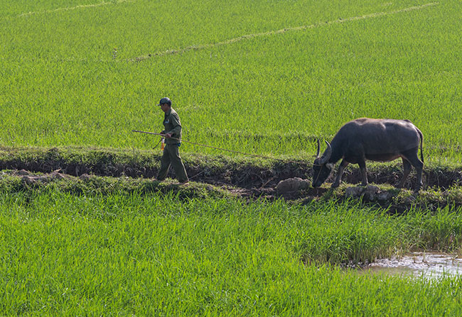 A man in a rice field with his buffalo