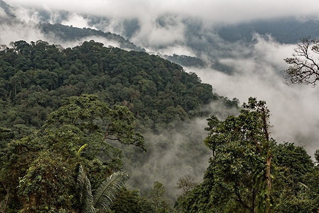 Rainforest somewhere between Phong Nha and Phố Châu close to Xã Hướng Lập