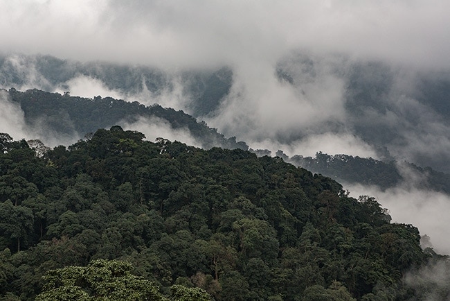 Rainforest somewhere between Phong Nha and Phố Châu close to Xã Hướng Lập