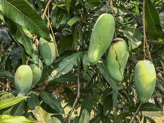 Mangoes are one of the  fruits in the garden