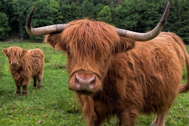 Highland cow from Scotland
