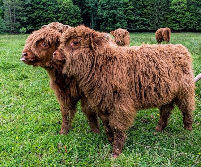 Highland cow baby from Scotland