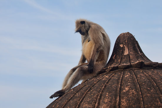 Pushkar Monkey