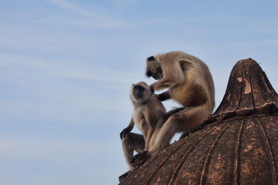 Pushkar Monkey