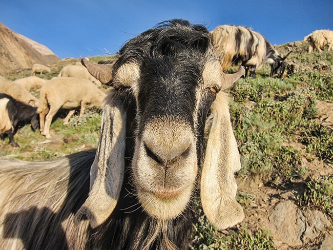 Friendly Goat at Chandra Taal