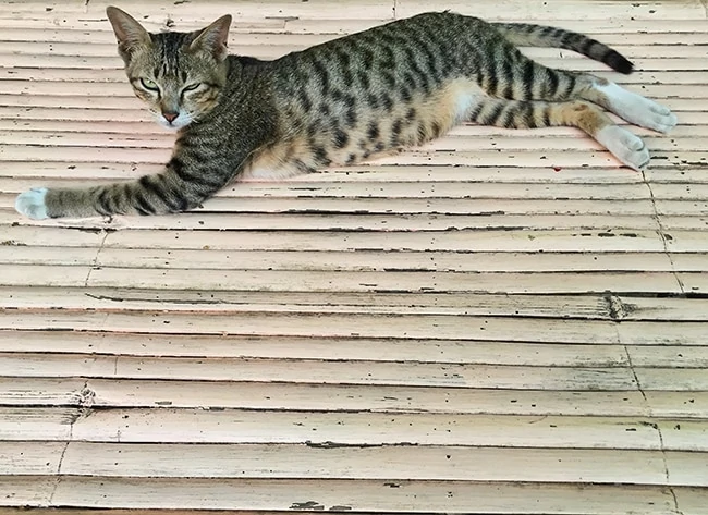 Sapha Muang Restaurant Cat