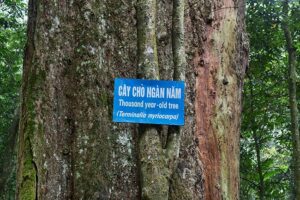 Daytrip to the Cuc Phuong National Park