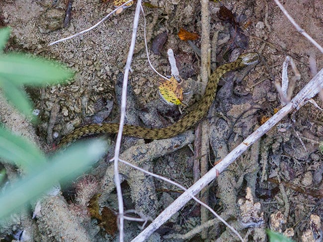 Snake at the Plitvice Lakes