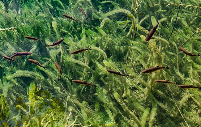 Underwater forrest with fish