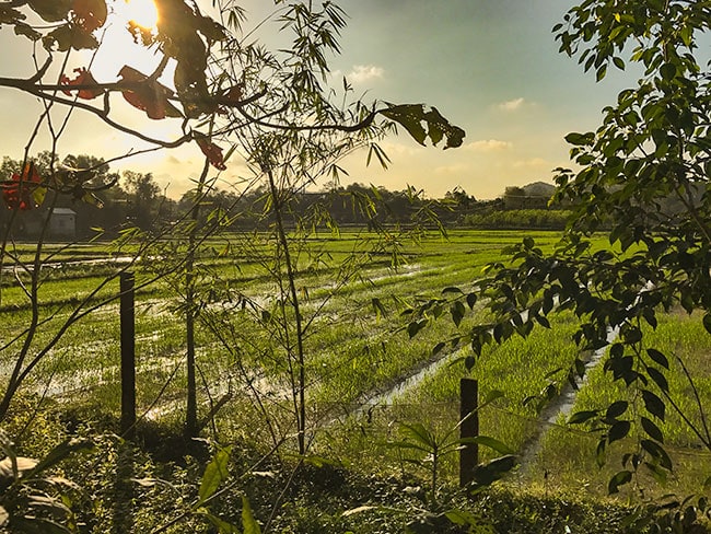 View over the rice fields behind Vu Homestay
