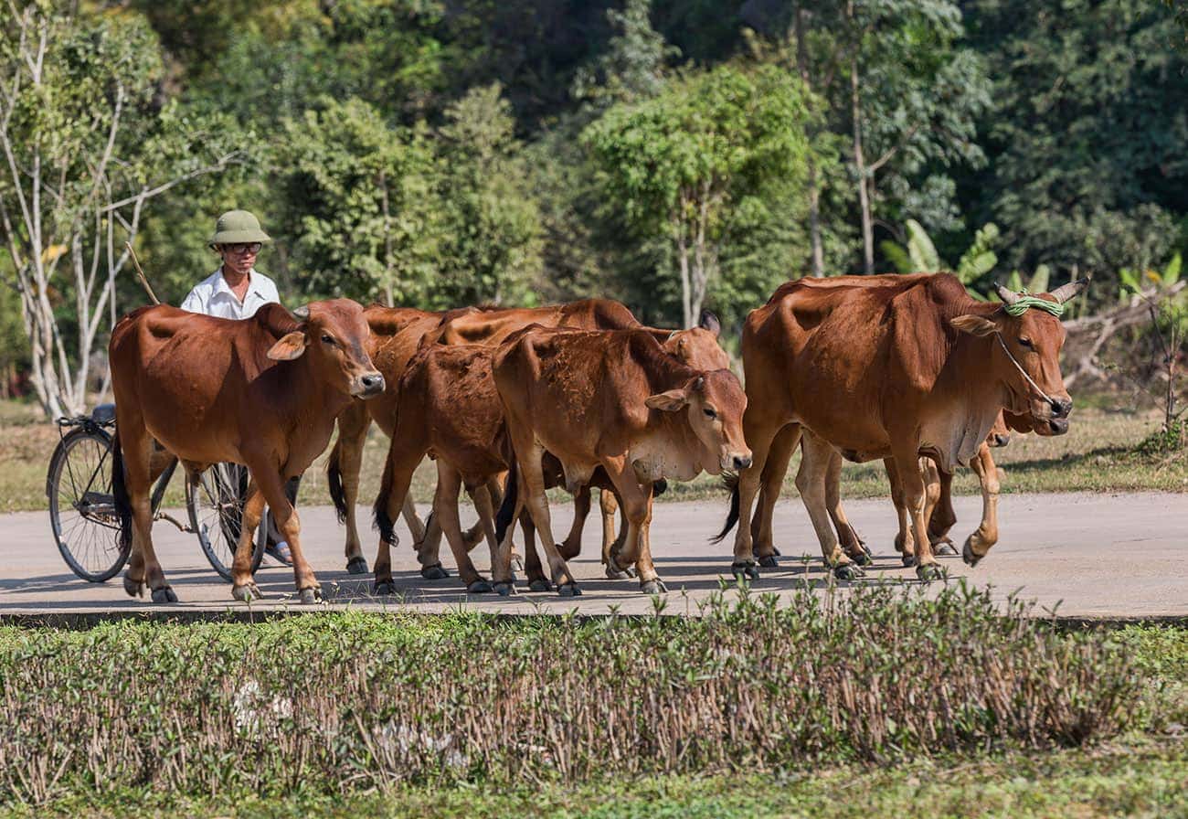 A man with his cows