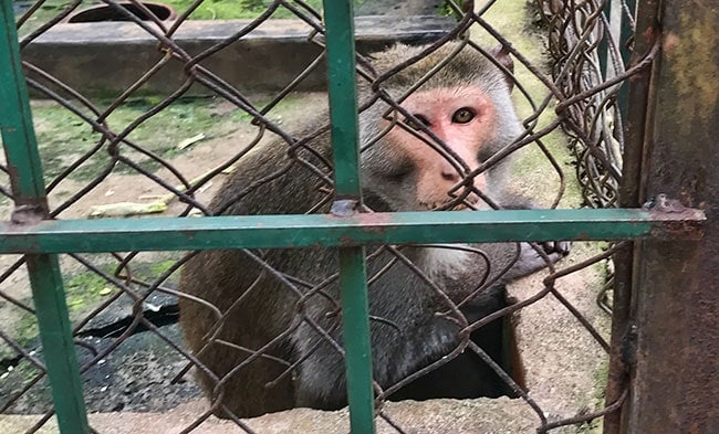 Monkey in a cage
