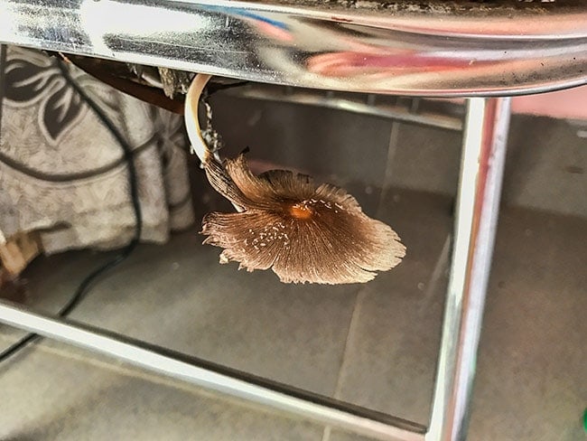It was a bit humid - so there was a mushroom growing out of the chair
