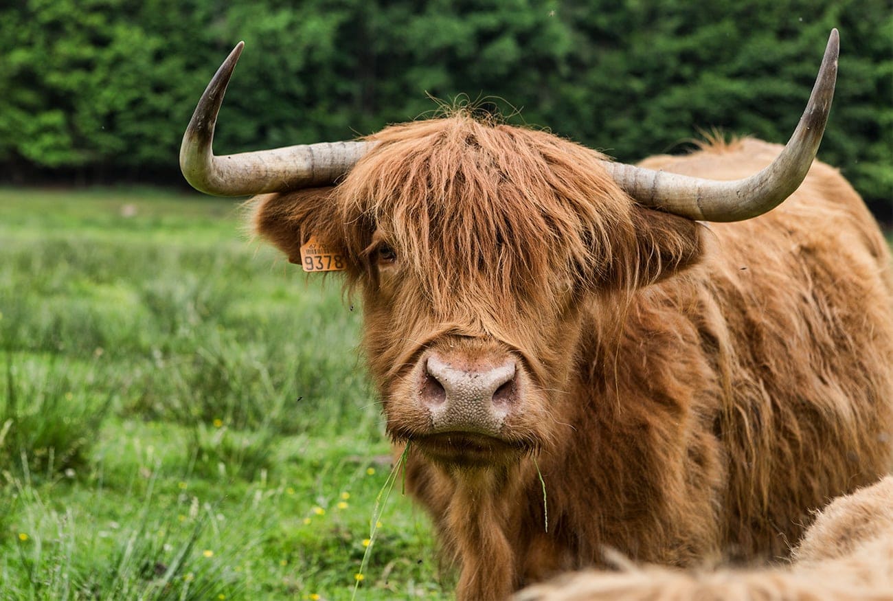 Highland cow from Scottland
