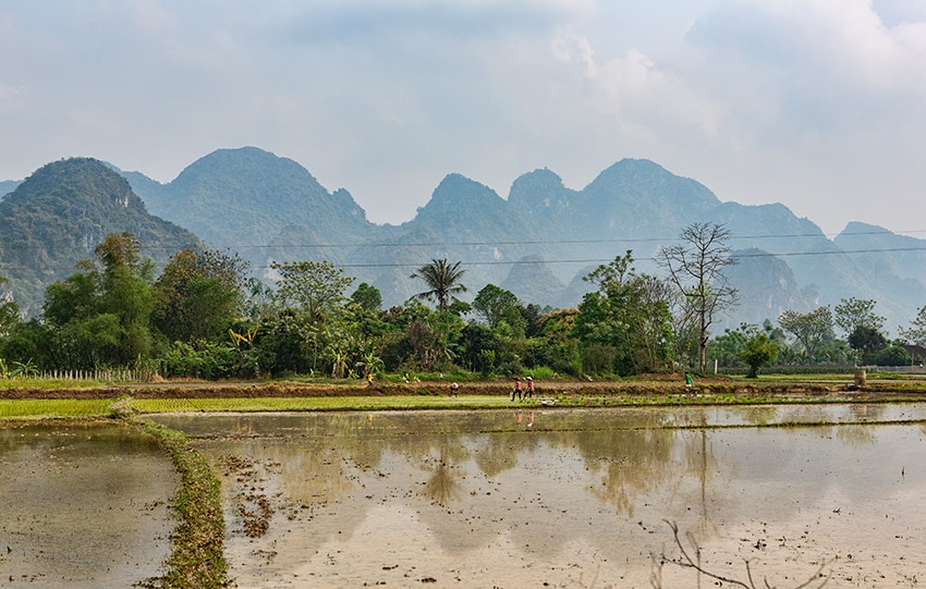 Ricefield in Vietnam