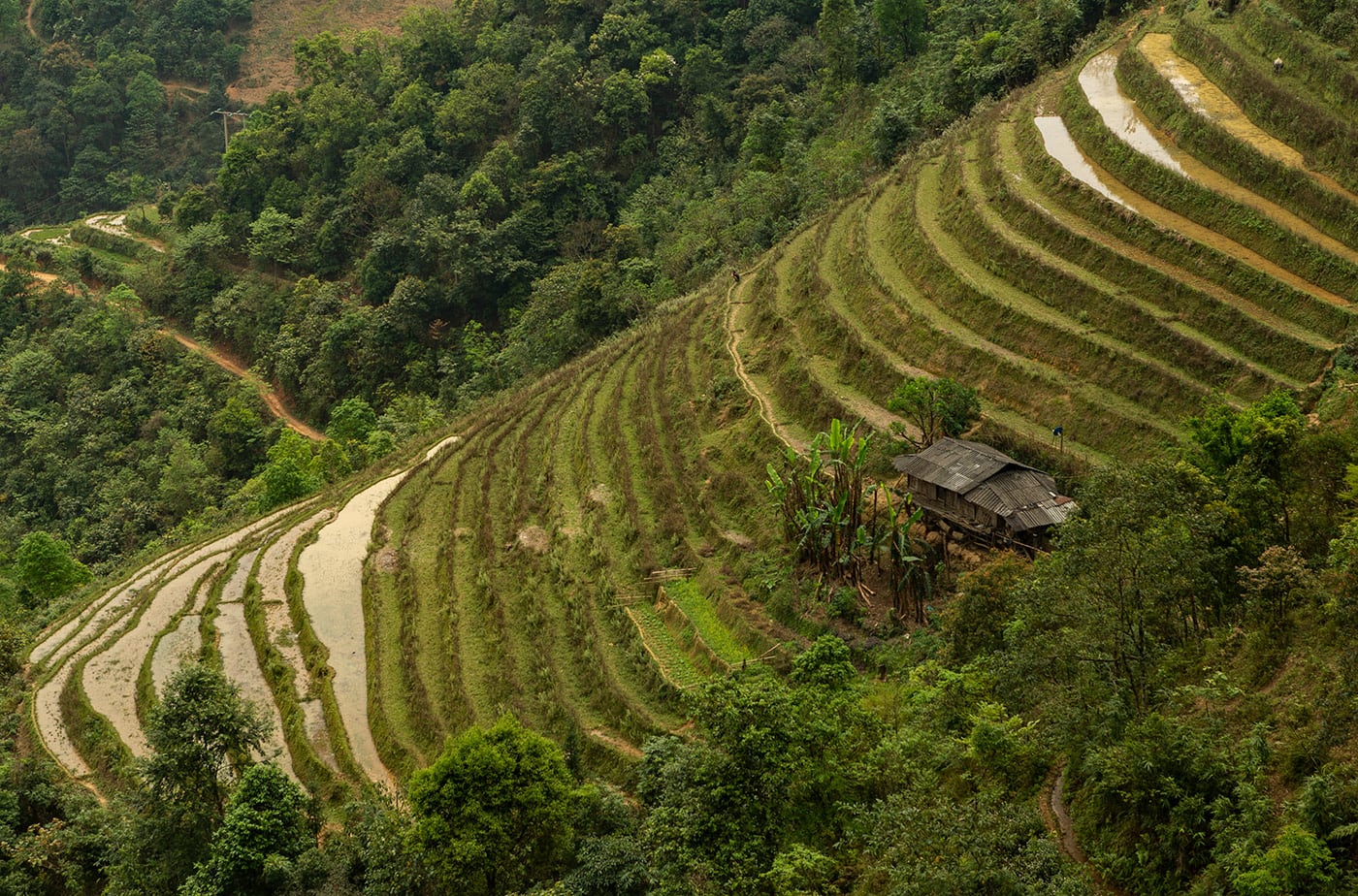 Rice Fields in Vietnam