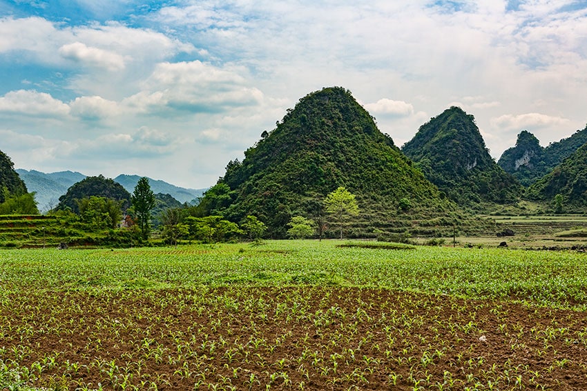 Corn field in front of a Karst hill