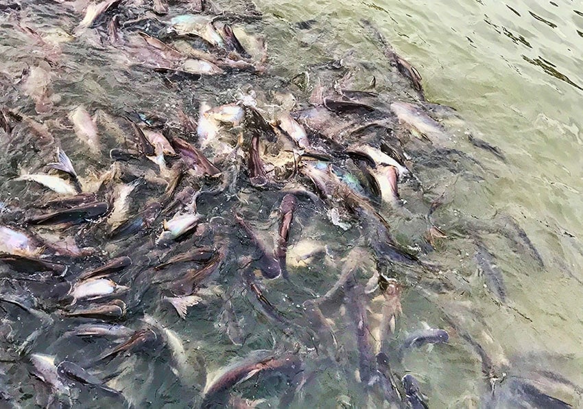 Fish in the River