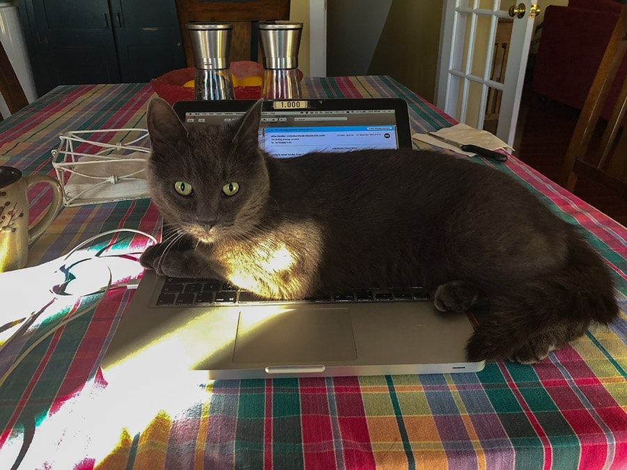Black Cat on MacBook Pro