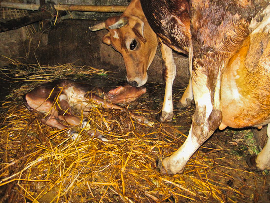 Birth of a Cow