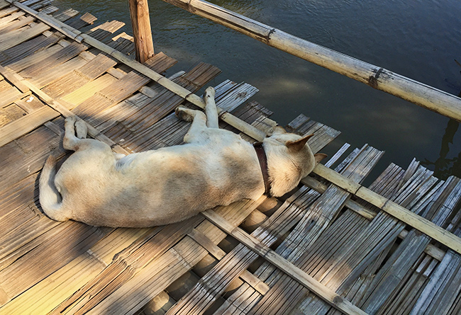 Pai dog on a bamboo bridge