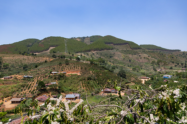 Coffee plantations eat into the forest